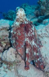 Octopus - Photo was taken at Sharks bay, I used an Olympu... by Anel Van Veelen 